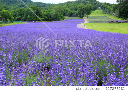 壯觀的丹原薰衣草公園<群馬縣沼田市> 117277281