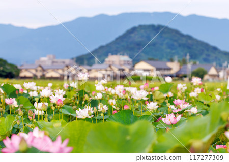 奈良藤原宮遺址的蓮花 117277309