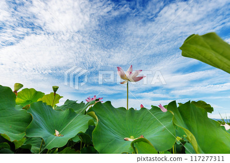 奈良藤原宮遺址的蓮花 117277311