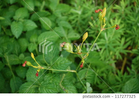 等到薩沙 117277325