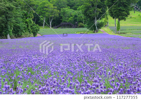 壯觀的丹原薰衣草公園<群馬縣沼田市玉原高原> 壯觀的丹原薰衣草公園<群馬縣沼田市玉原高原> 117277355