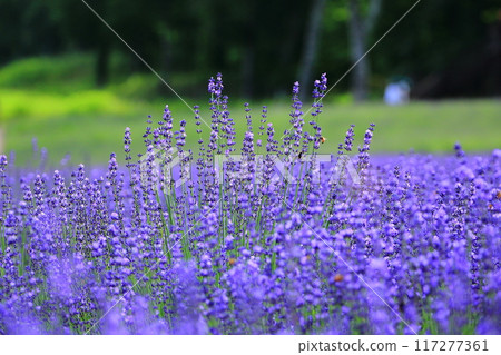 The magnificent view of Tanbara Lavender Park (Tanbara Highlands, Numata City, Gunma Prefecture) 117277361