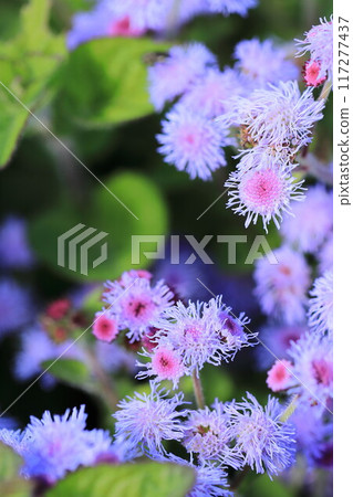 Ageratam getting wet with morning dew 117277437