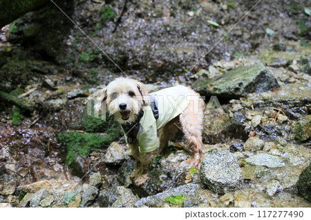 Maltipoo playing in the river 117277490