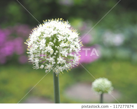 花園裡盛開的洋蔥叢 花園裡盛開的洋蔥叢 117277874