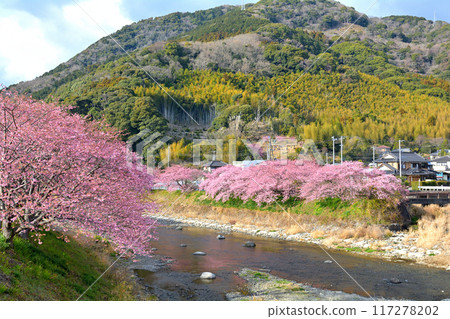 伊豆·河津櫻花 117278202