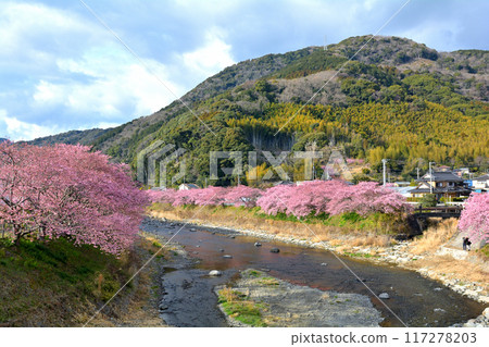 伊豆·河津櫻花 伊豆·河津櫻花 117278203