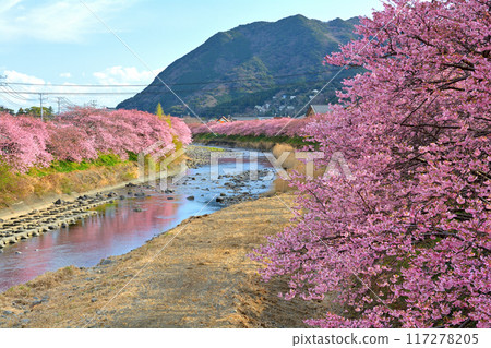 伊豆·河津櫻花 117278205