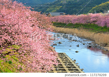 伊豆·河津櫻花 117278209
