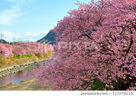 伊豆·河津櫻花 伊豆·河津櫻花 117278210