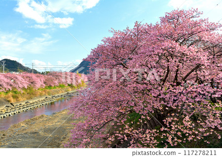 Izu · Kawazu cherry tree Izu · Kawazu cherry tree 117278211