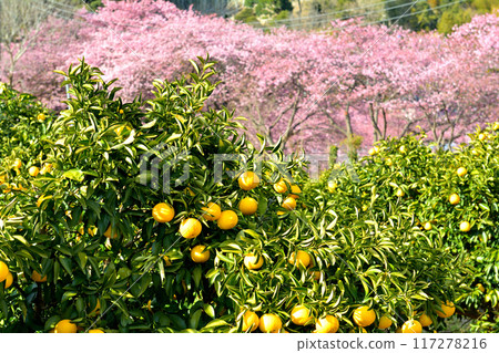Izu · Kawazu cherry tree 117278216