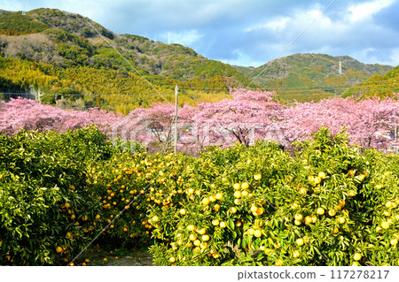 Izu · Kawazu cherry tree 117278217