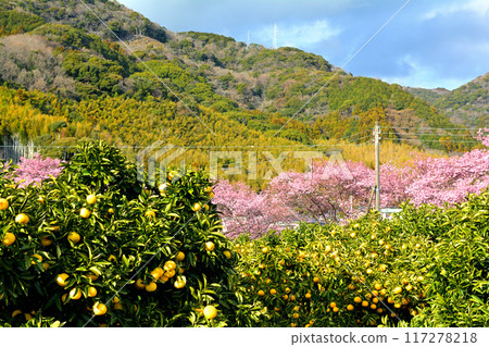 Izu · Kawazu cherry tree 117278218