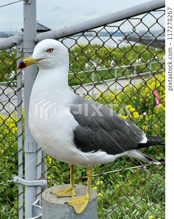 [Aomori Prefecture] The lives of seagulls gathering at Kabushima Shrine 117278267