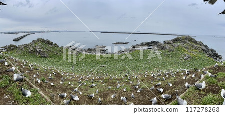 [Aomori Prefecture] The lives of seagulls gathering at Kabushima Shrine 117278268