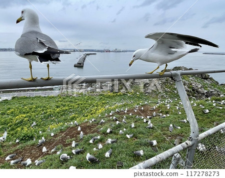 [Aomori Prefecture] The lives of seagulls gathering at Kabushima Shrine 117278273