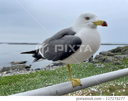 [Aomori Prefecture] The lives of seagulls gathering at Kabushima Shrine 117278277