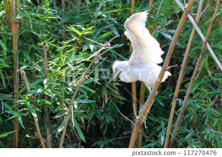 Flying white heron 117278476