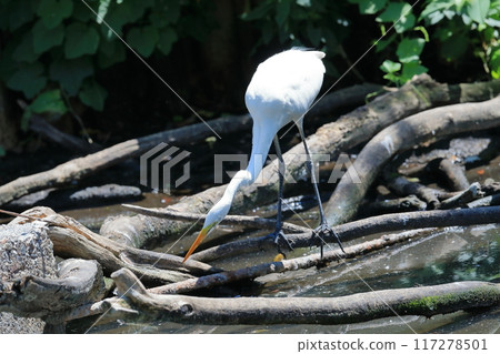 Scallop Scallop 117278501