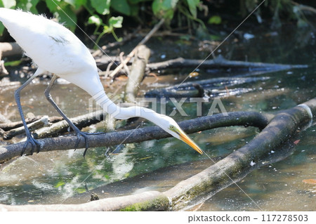 Scallop Scallop 117278503