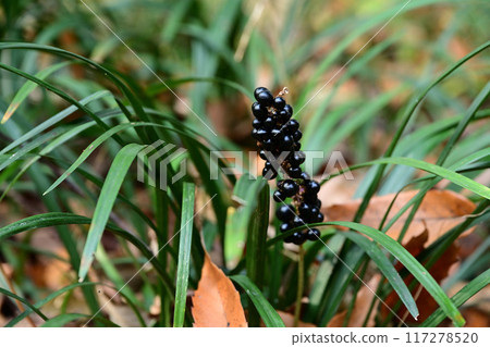 黑紫色的 Yaburan 種子 黑紫色的 Yaburan 種子 117278520