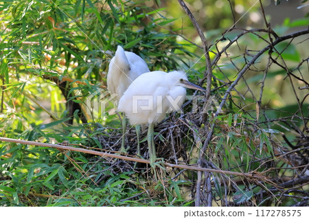 Young bird of a heron 117278575