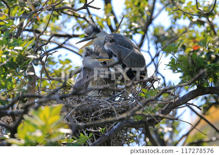 Young bird of a heron 117278576
