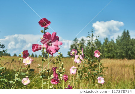 Blooming hollyhocks in the rays of the summer sun against a blue sky 117278754