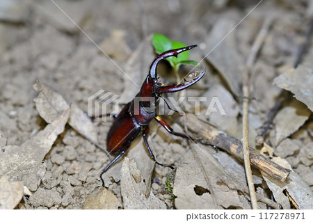 看到牙刷 117278971