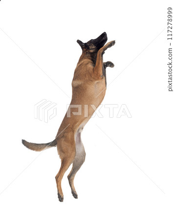 malinois in studio malinois in studio 117278999