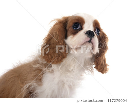 puppy cavalier king charles 117279004