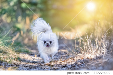 chihuahua in nature 117279009