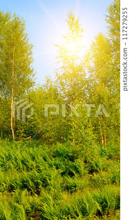 Fern thickets and young birch trees on the hillside. Vertical photo. 117279255