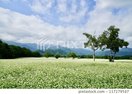 Takanoke蕎麥田 117279587