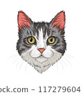 a cat's face 117279604