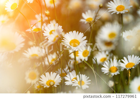 Daisy Chamomile background. Beautiful nature scene with blooming chamomilles in sun flare. Sunny day. Summer flowers. 117279961