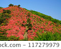 紅色山草覆蓋的德仙丈山 117279979