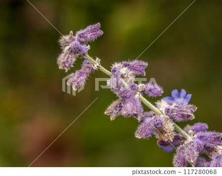 Russian Sage flowers in blossom 117280068
