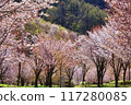 櫻花峠盛開 117280085