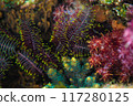 A wide variety of corals 117280125