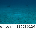 Underwater Mystery Circles 117280126