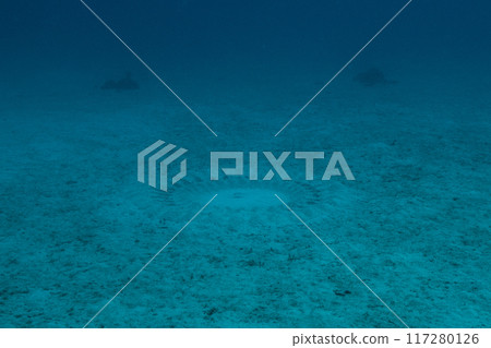 水下麥田怪圈 117280126