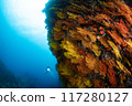 Colorful coral wall and diver 117280127