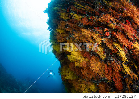 Colorful coral wall and diver Colorful coral wall and diver 117280127