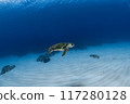 Sea turtle swimming on sand 117280128