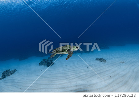 海龜在沙灘上游泳 海龜在沙灘上游泳 117280128