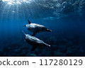 Dolphins swimming in the blue waters of Mikurajima 117280129