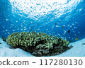 The ocean the world loves: the scenery of Zamami Island 117280130