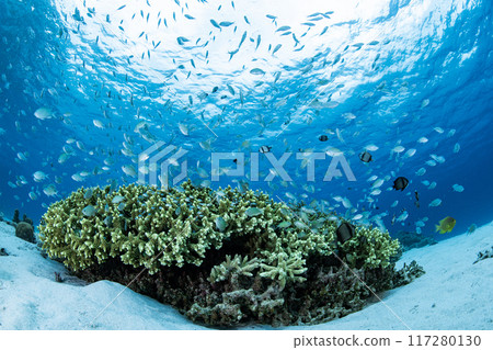 座間味島的風景,全世界都愛上的海 座間味島的風景,全世界都愛上的海 117280130